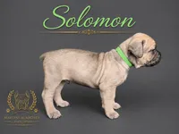 Solomon , a male Cane Corso for sale in Elkhart, IN – 1 of 9