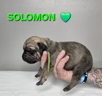 Solomon , a male Cane Corso for sale in Elkhart, IN – 7 of 9