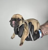 Asher, a male Cane Corso for sale in Elkhart, IN – 2 of 2