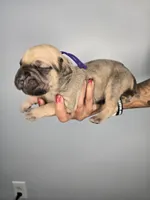 Eden , a female Cane Corso for sale in Elkhart, IN – 7 of 9