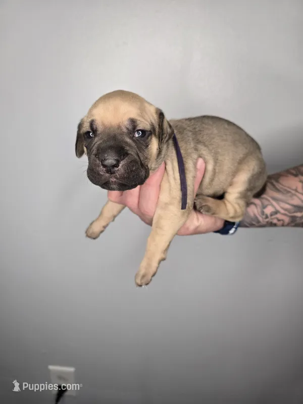 Eden  – Cane Corso puppy for sale in Elkhart, IN