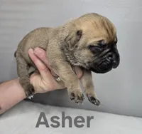 Asher, a male Cane Corso for sale in Elkhart, IN – 9 of 10