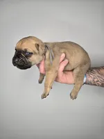 Asher, a male Cane Corso for sale in Elkhart, IN – 7 of 10
