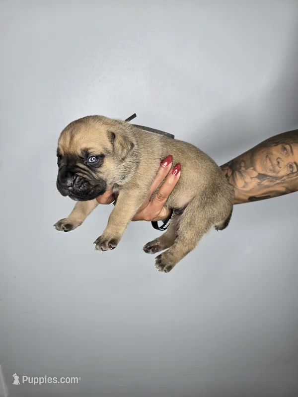 Asher – Cane Corso puppy for sale in Elkhart, IN
