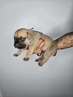 Asher, a male Cane Corso for sale in Elkhart, IN – 8 of 10