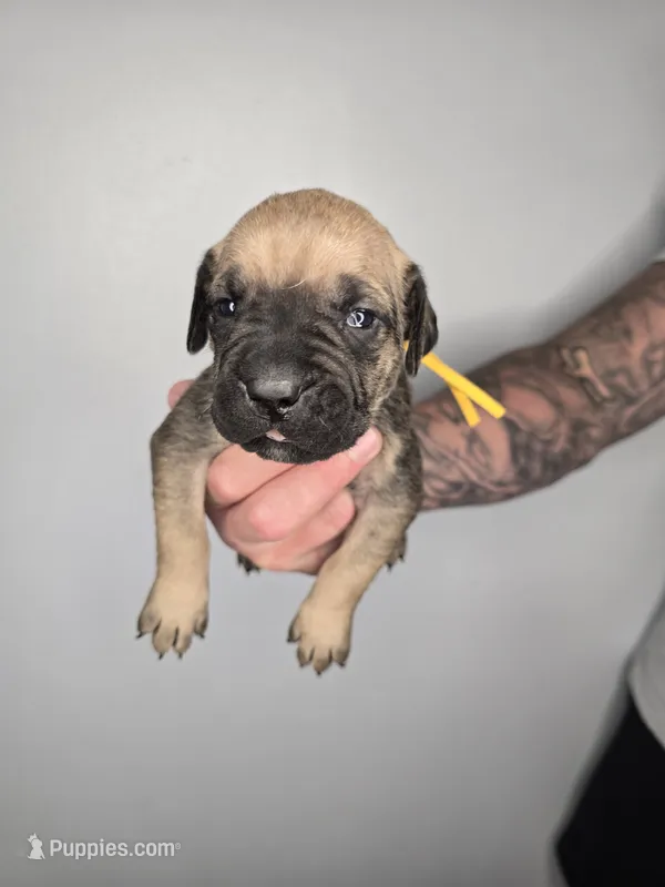 Ezra – Cane Corso puppy for sale in Elkhart, IN