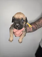 Ezra, a female Cane Corso for sale in Elkhart, IN – 6 of 10