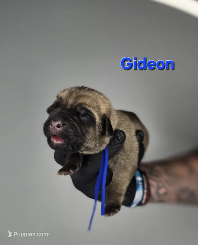 Gideon – Cane Corso puppy for sale in Elkhart, IN