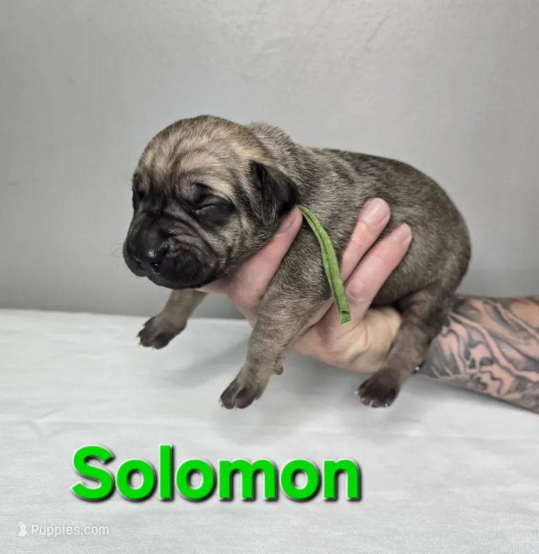 Solomon  – Cane Corso puppy for sale in Elkhart, IN