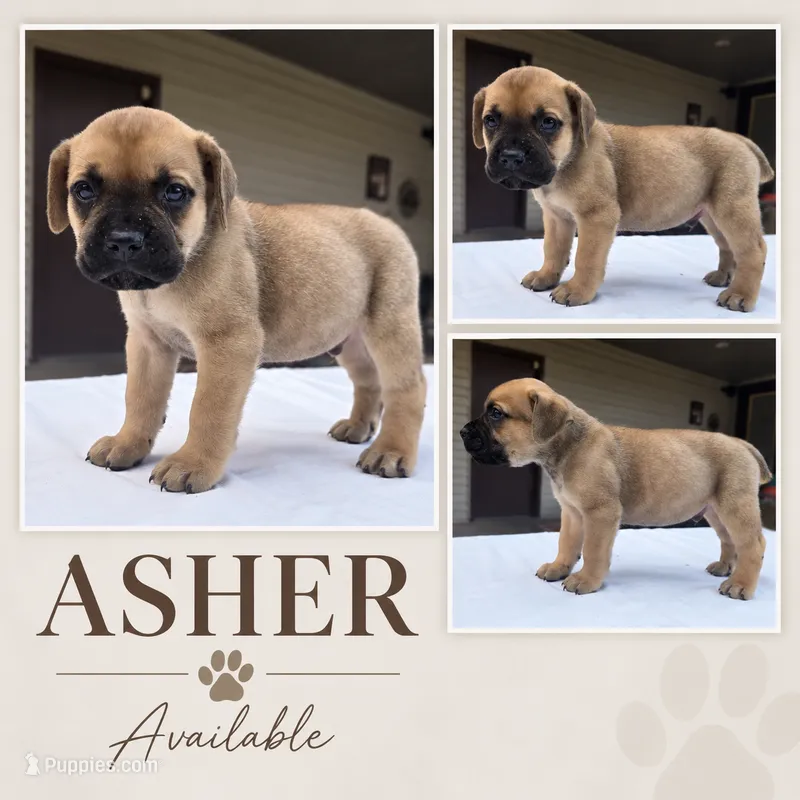 Asher – Cane Corso puppy for sale in Elkhart, IN