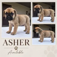 Asher, a male Cane Corso for sale in Elkhart, IN – 1 of 10