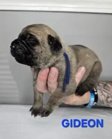 Gideon, a male Cane Corso for sale in Elkhart, IN – 6 of 9