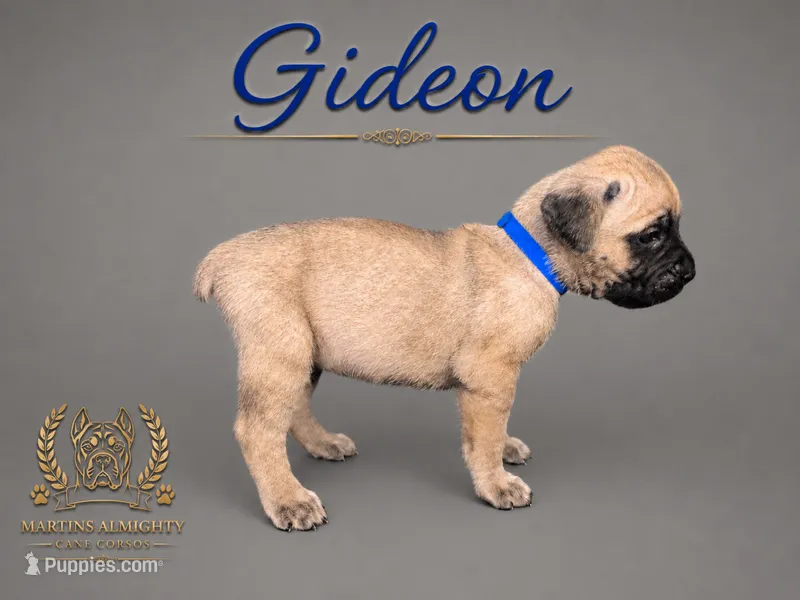Gideon – Cane Corso puppy for sale in Elkhart, IN