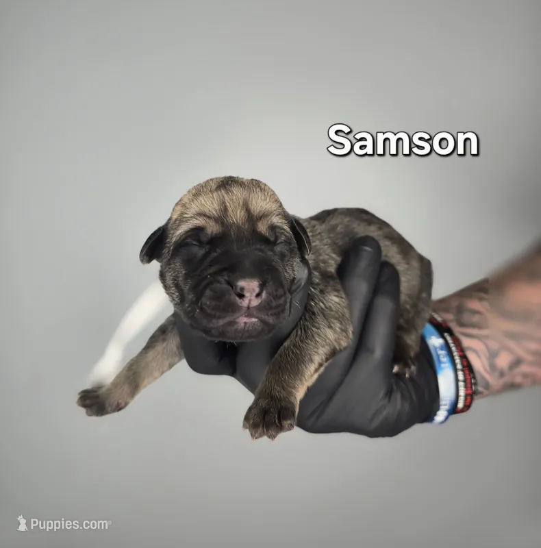Samson – Cane Corso puppy for sale in Elkhart, IN