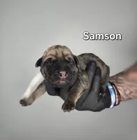 Samson, a male Cane Corso for sale in Elkhart, IN – 1 of 2
