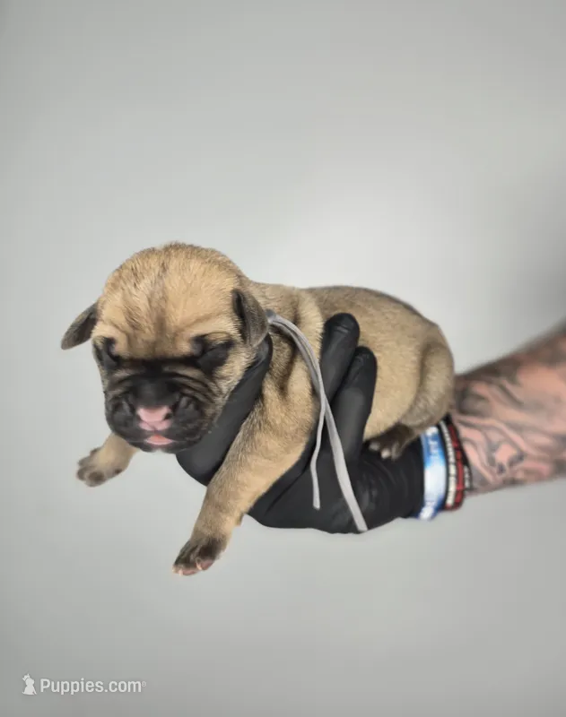 Asher – Cane Corso puppy for sale in Elkhart, IN