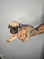 Eden , a female Cane Corso for sale in Elkhart, IN – 8 of 9