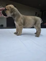 Asher, a male Cane Corso for sale in Elkhart, IN – 2 of 10