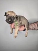 Solomon , a male Cane Corso for sale in Elkhart, IN – 3 of 9