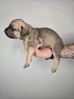 Solomon , a male Cane Corso for sale in Elkhart, IN – 4 of 9
