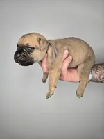 Asher, a male Cane Corso for sale in Elkhart, IN – 5 of 10