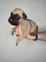 Gideon, a male Cane Corso for sale in Elkhart, IN – 3 of 9