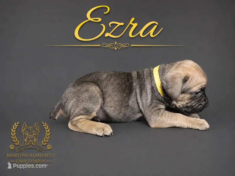 Ezra – Cane Corso puppy for sale in Elkhart, IN