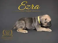 Ezra, a female Cane Corso for sale in Elkhart, IN – 4 of 10