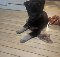 Brownie, a female German Shepherd Dog for sale in Madison, WI – Photo 1 of 4