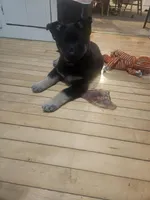 Brownie, a female German Shepherd Dog for sale in Madison, WI – Photo 3 of 4