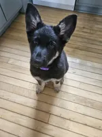 Brownie, a female German Shepherd Dog for sale in Madison, WI – Photo 2 of 4