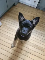Brownie, a female German Shepherd Dog for sale in Madison, WI – Photo 4 of 4