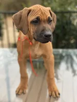 processed/0174a3a1-decb-40fc-a67f-cd3882e8ff52/listing/a38bd9d8-a2ef-4f8e-9737-eda328f29f55/9f5abdf6-4784-4e9a-8d34-c5171d51b93f