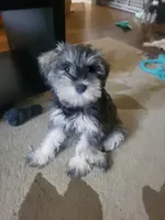 Dibella, a female Miniature Schnauzer for sale in Omaha, NE – 2 of 3