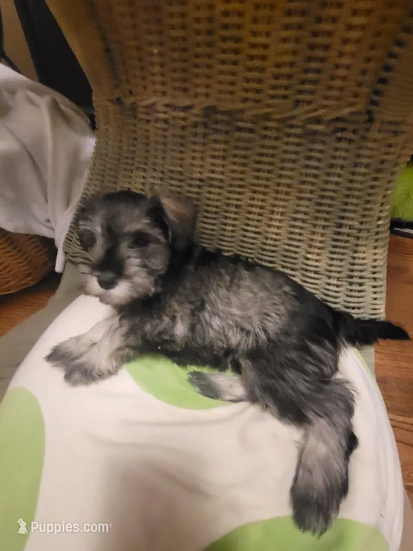 Meridia, a female Miniature Schnauzer for sale in Omaha, NE – 1 of 2