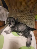 Meridia, a female Miniature Schnauzer for sale in Omaha, NE – 1 of 2