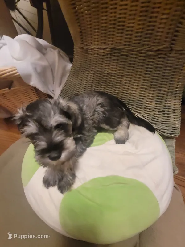 Arkay – Miniature Schnauzer puppy for sale in Omaha, NE