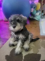 Dibella, a female Miniature Schnauzer for sale in Omaha, NE – 3 of 3