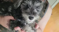 Arkay, a male Miniature Schnauzer for sale in Omaha, NE – 2 of 4
