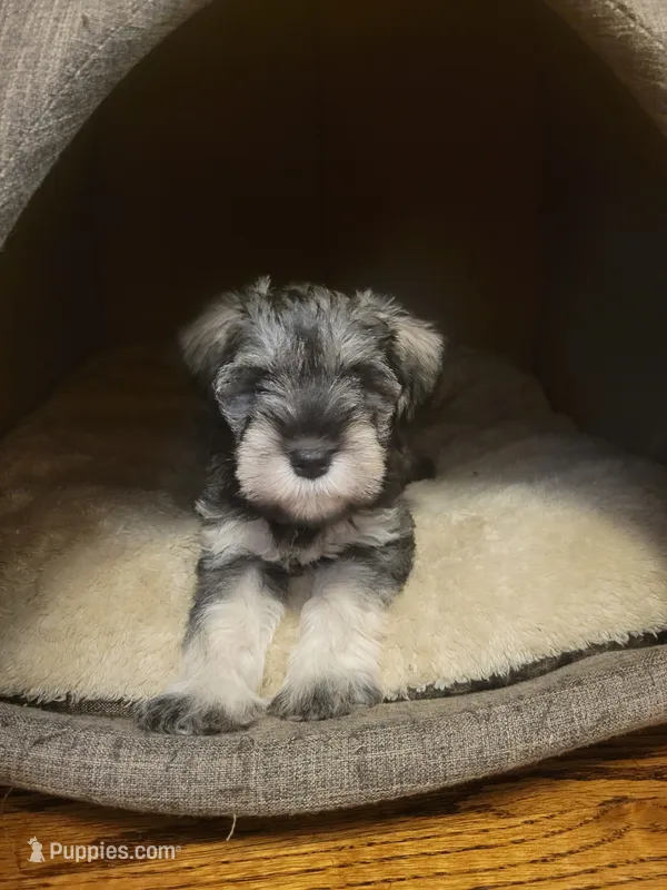 Dibella – Miniature Schnauzer puppy for sale in Omaha, NE