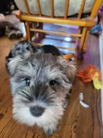 Arkay, a male Miniature Schnauzer for sale in Omaha, NE – 4 of 4