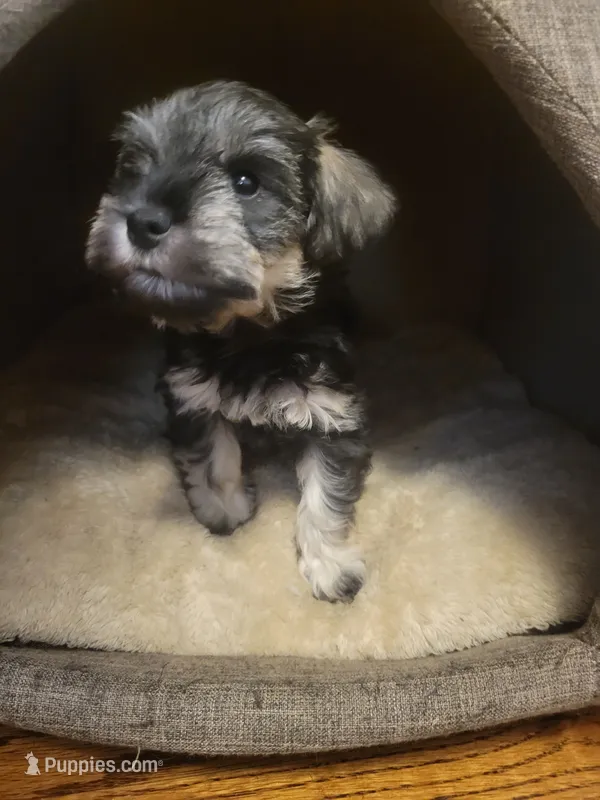 Azura – Miniature Schnauzer puppy for sale in Omaha, NE
