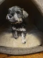 Azura, a female Miniature Schnauzer for sale in Omaha, NE – 2 of 2
