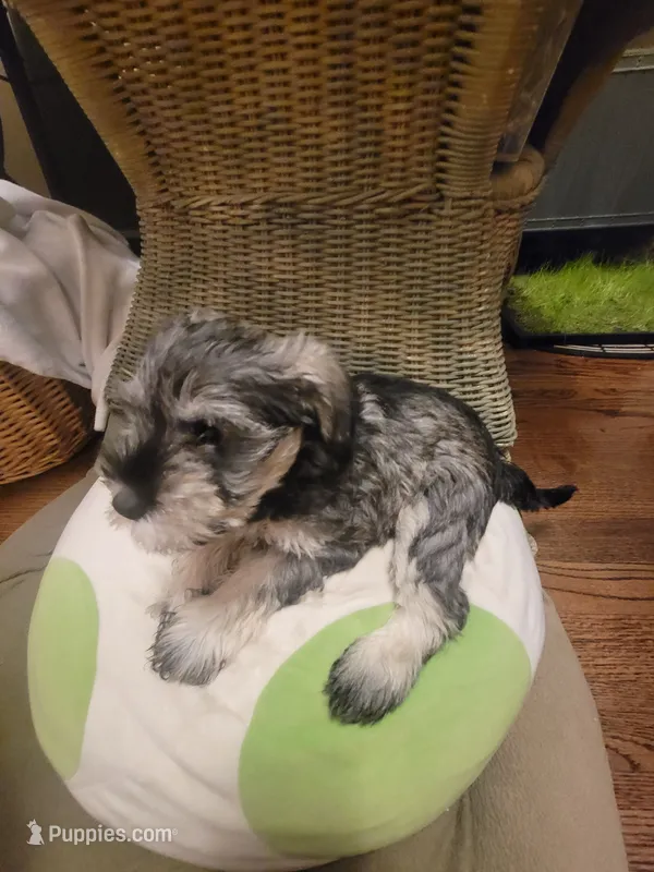 Dibella, a female Miniature Schnauzer for sale in Omaha, NE – 1 of 2