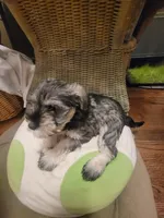 Dibella, a female Miniature Schnauzer for sale in Omaha, NE – 1 of 2