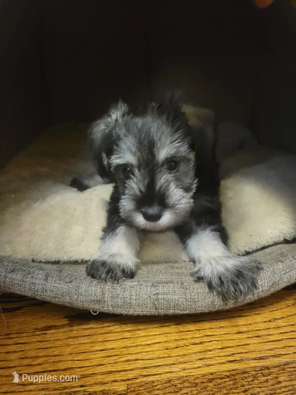 Meridia – Miniature Schnauzer puppy for sale in Omaha, NE