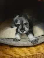Meridia, a female Miniature Schnauzer for sale in Omaha, NE – 2 of 2