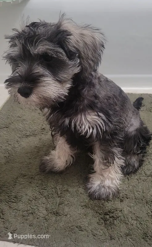 Arkay – Miniature Schnauzer puppy for sale in Omaha, NE
