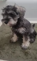 Arkay, a male Miniature Schnauzer for sale in Omaha, NE – 1 of 4