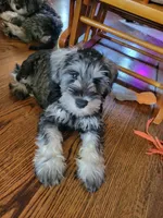 Arkay, a male Miniature Schnauzer for sale in Omaha, NE – 3 of 4